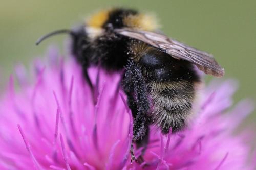 Bombus barbutellus